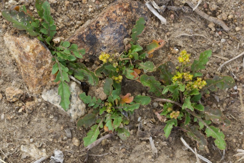 Bluntleaf Yellowcress photo 7