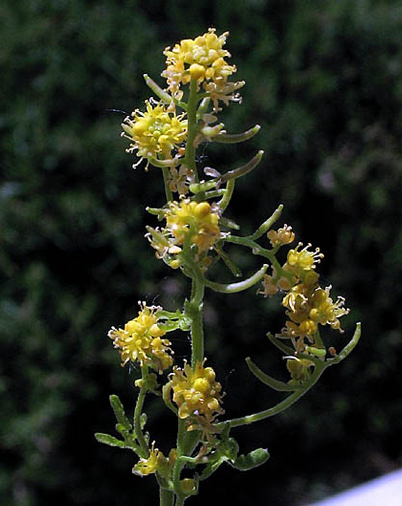 Curvepod Yellowcress