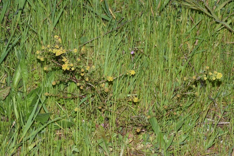 Curvepod Yellowcress photo 3