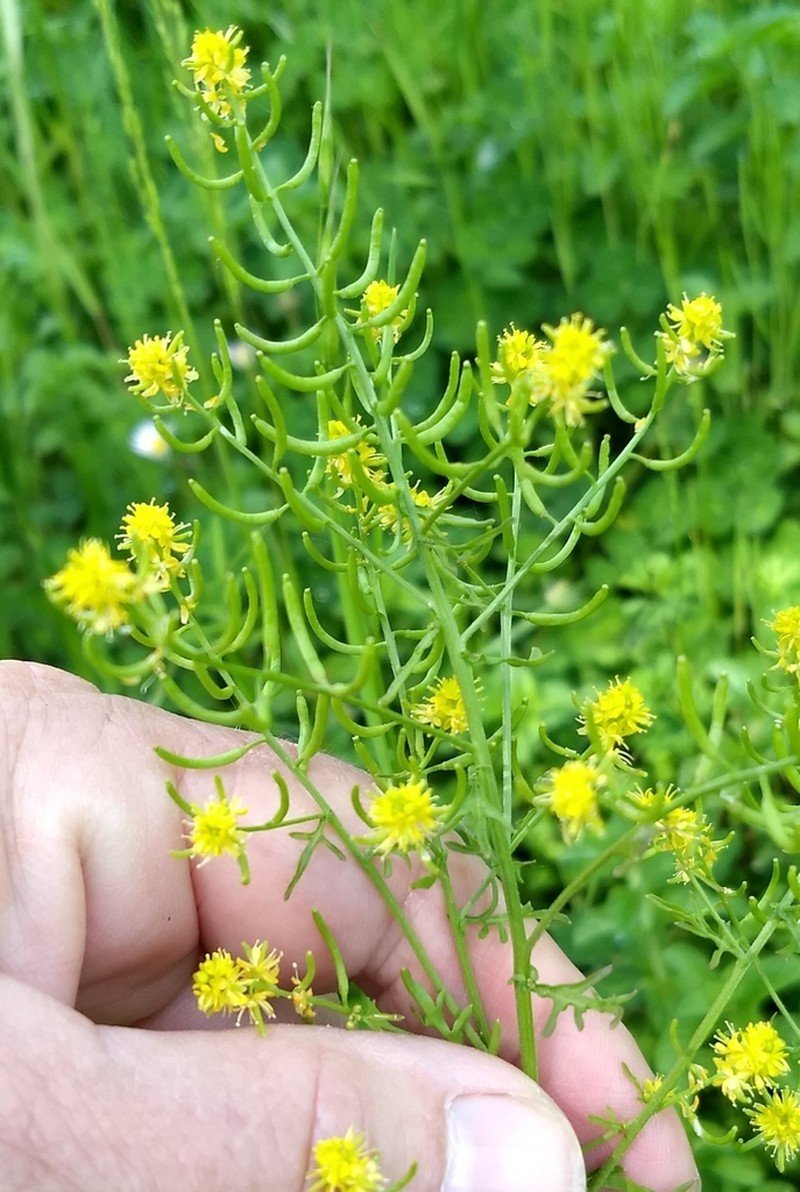 Curvepod Yellowcress photo 5
