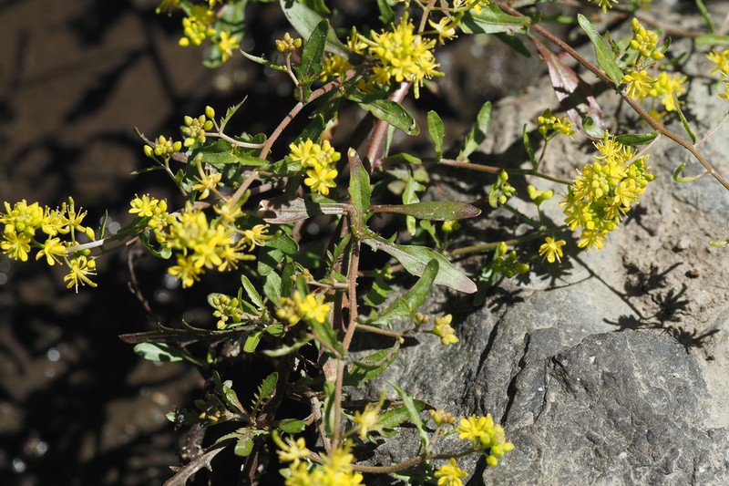 Curvepod Yellowcress photo 7