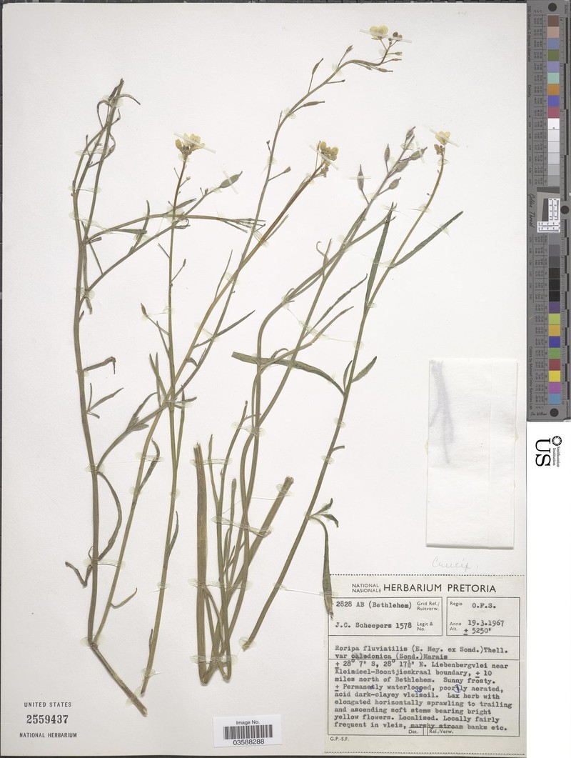 Rorippa fluviatilis var. caledonica