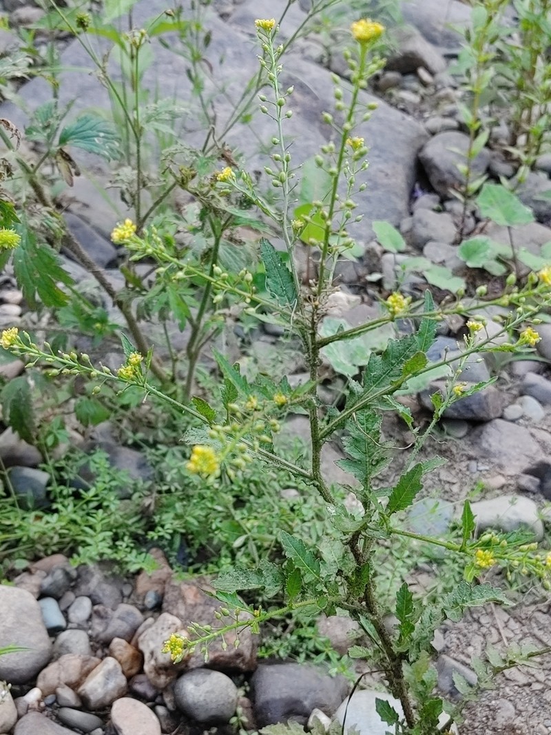 Rorippa hispida