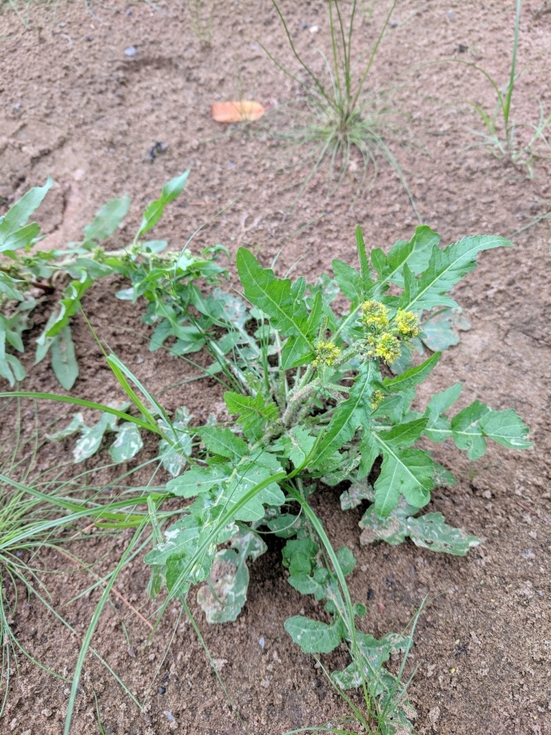 Rorippa hispida photo 3