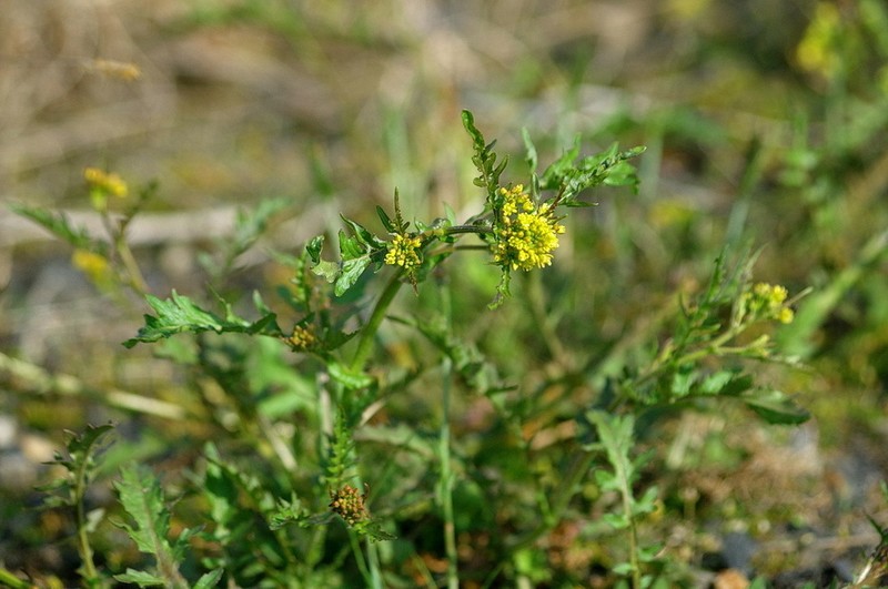 Rorippa hispida photo 4