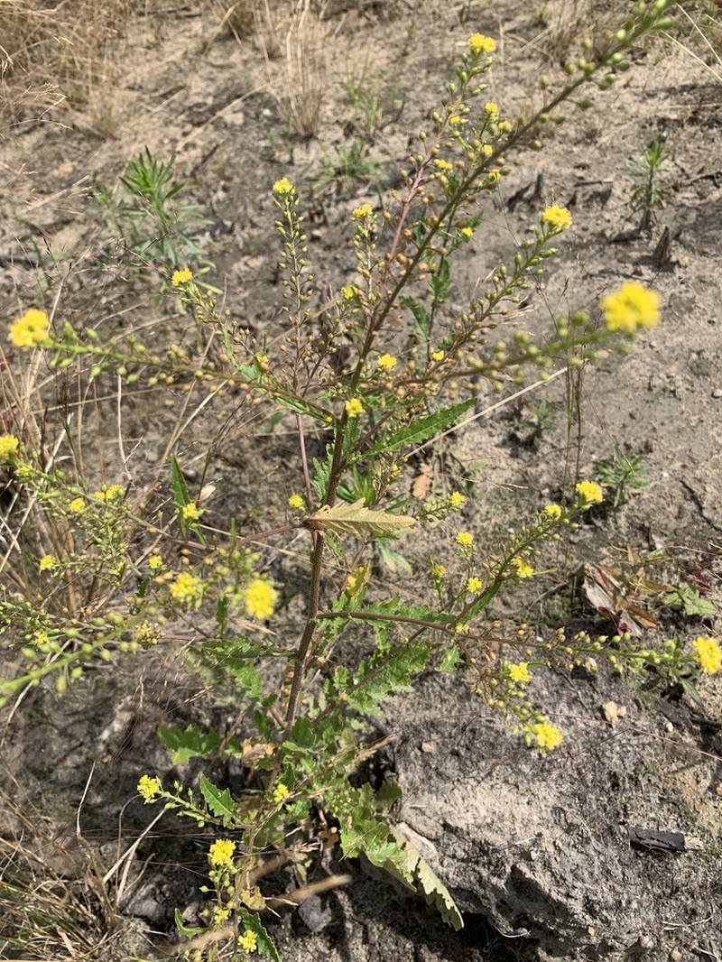 Rorippa hispida photo 5