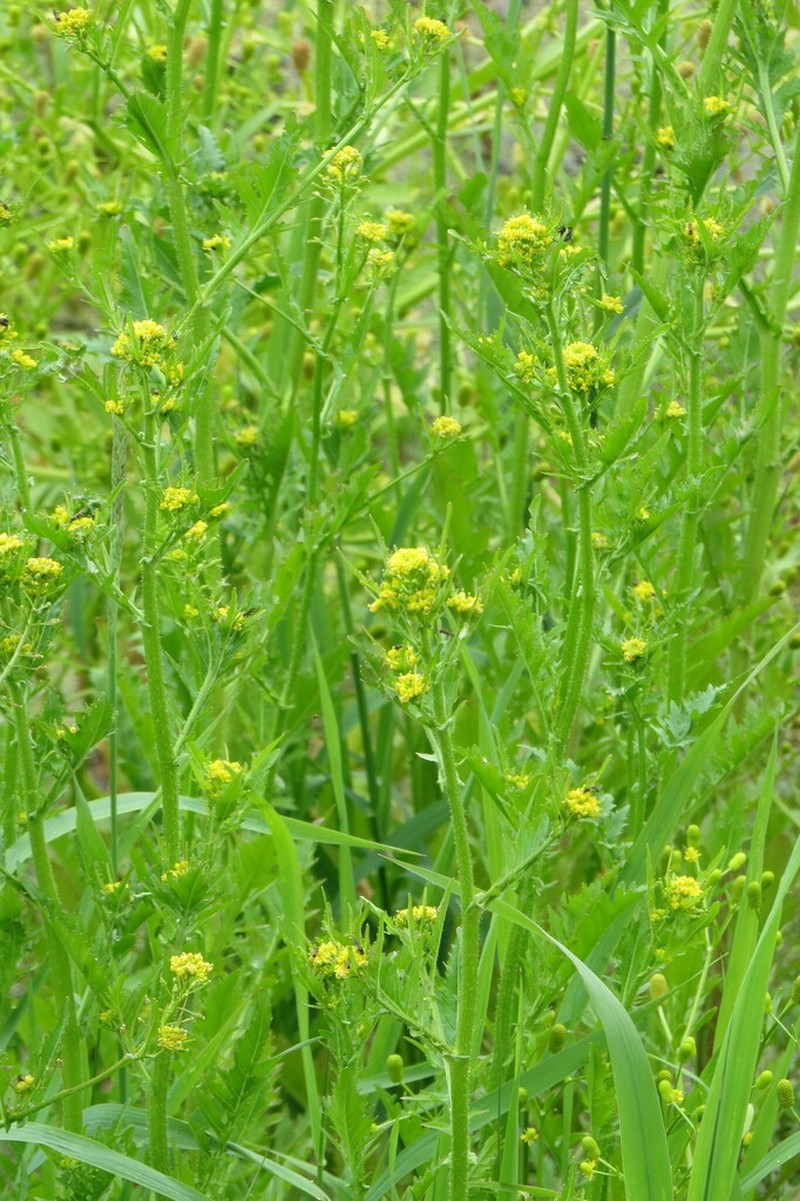 Rorippa hispida photo 6