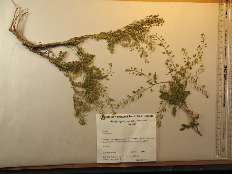 Rorippa hispida photo 7