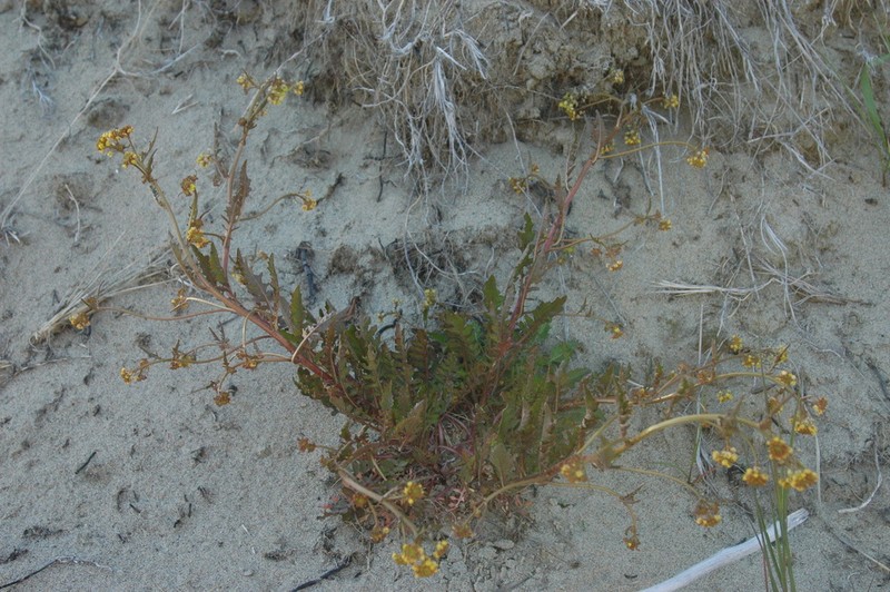 Rorippa hispida photo 8