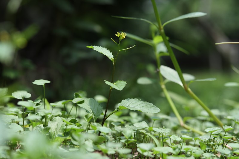 Variableleaf Yellowcress photo 2