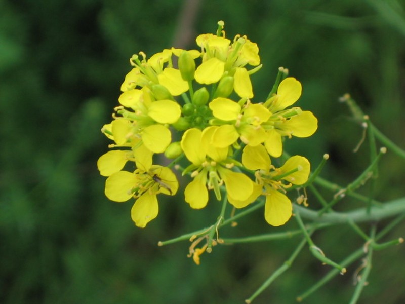 Variableleaf Yellowcress photo 3