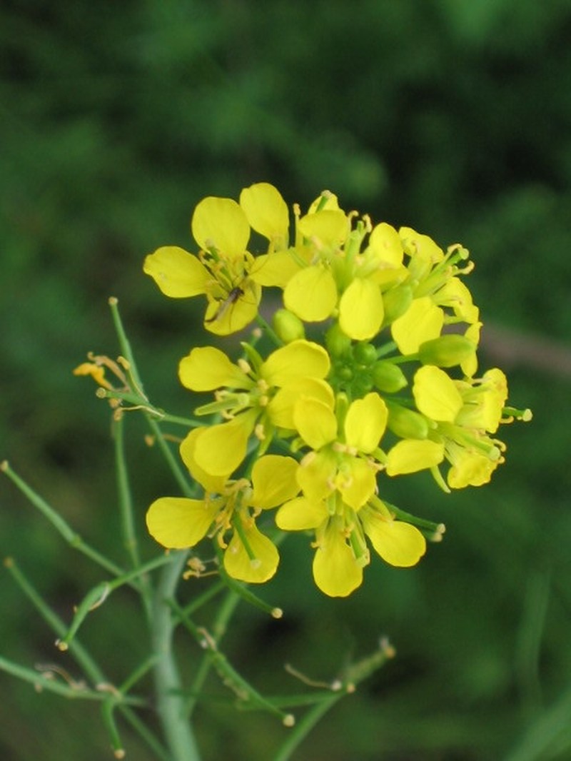Variableleaf Yellowcress photo 4