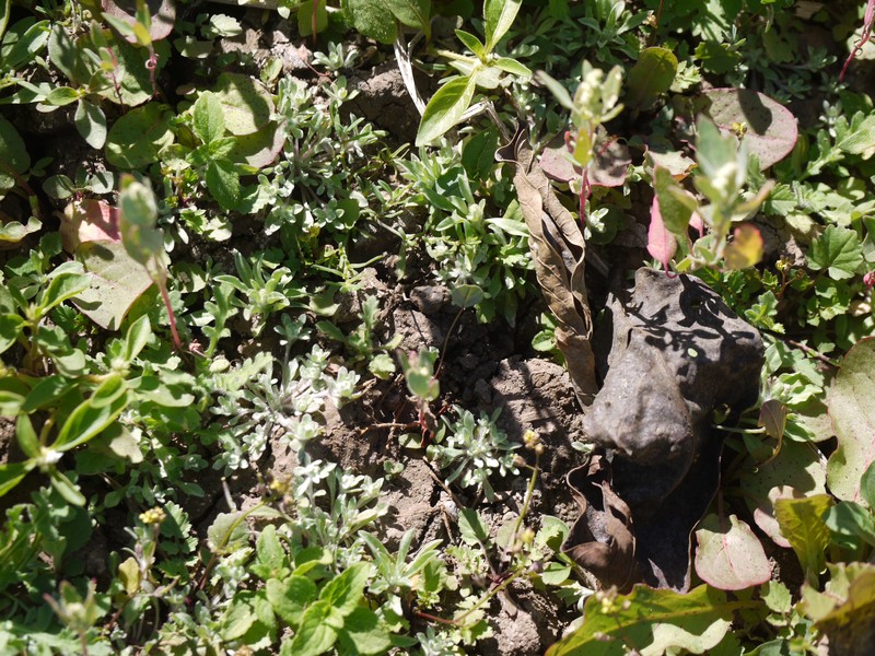 Variableleaf Yellowcress photo 5