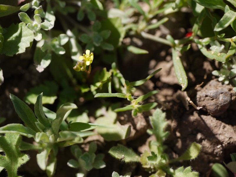 Variableleaf Yellowcress photo 6