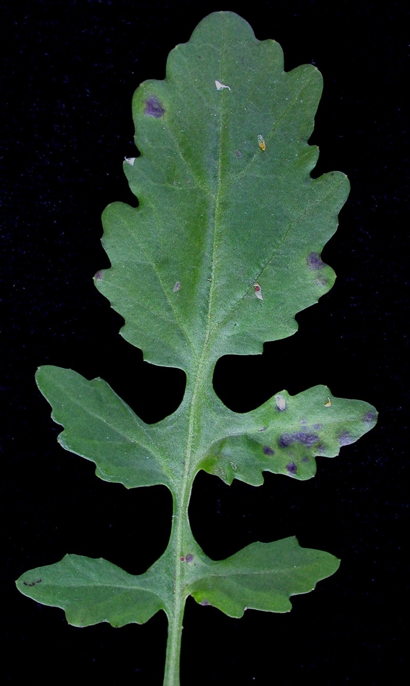 Northern Marsh Yellowcress photo 5