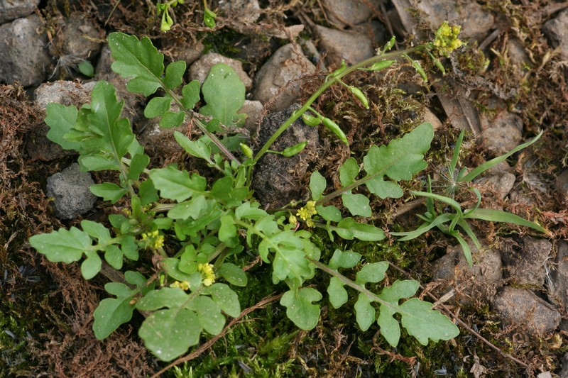 Northern Marsh Yellowcress photo 2