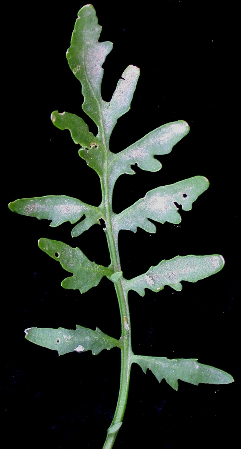 Northern Marsh Yellowcress photo 3