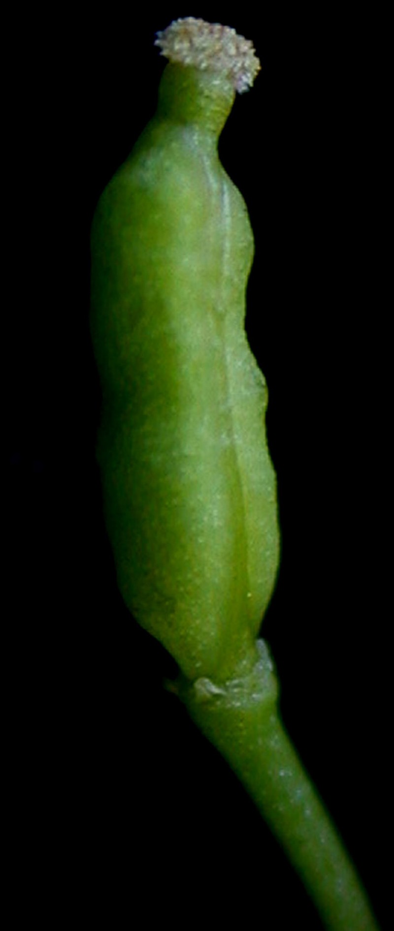 Northern Marsh Yellowcress photo 4