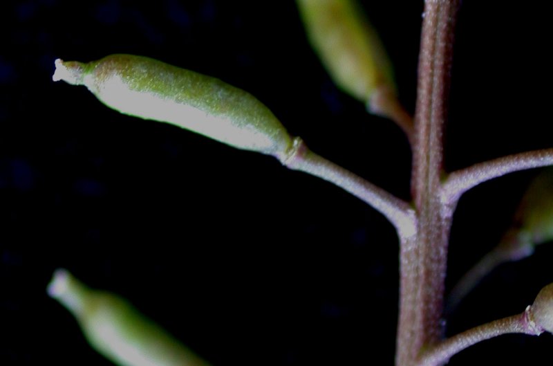 Northern Marsh Yellowcress photo 6