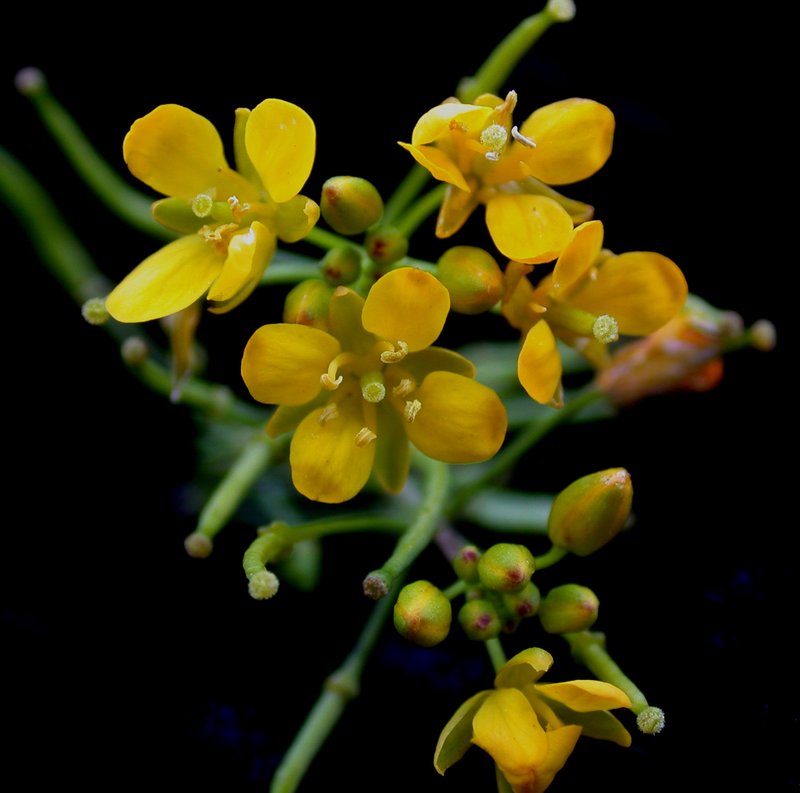 Northern Marsh Yellowcress photo 7