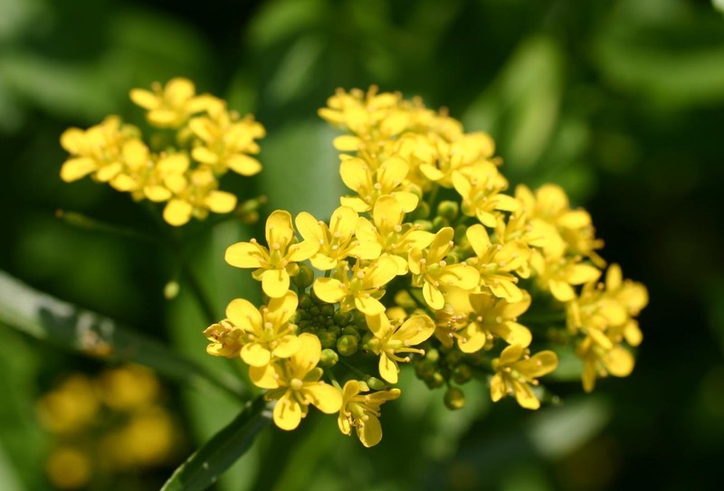 Northern Marsh Yellowcress