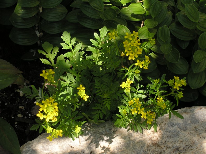 Northern Marsh Yellowcress photo 8
