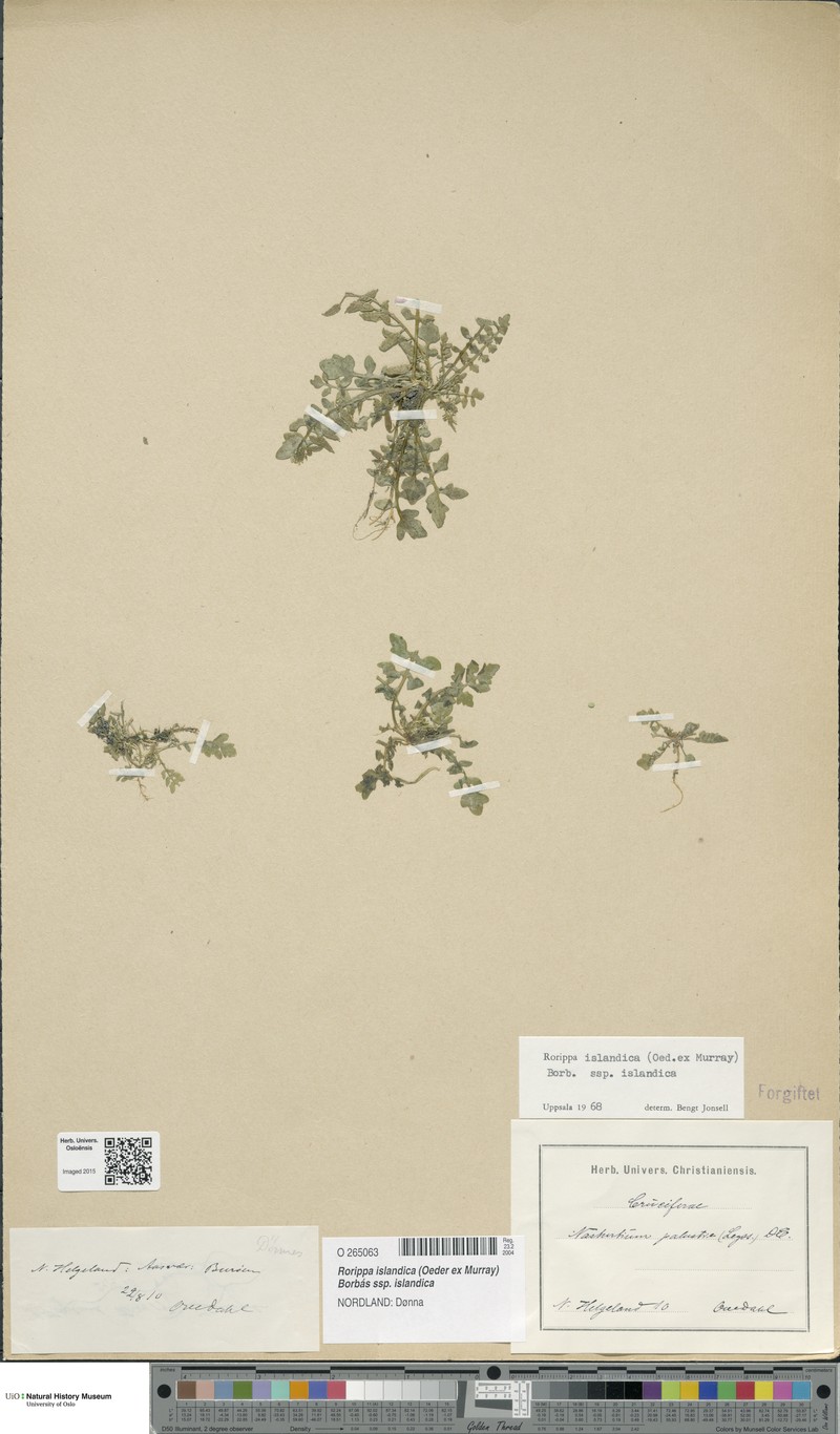 Rorippa islandica subsp. islandica photo 3