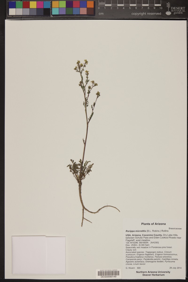 Chihuahuan Yellowcress photo 2