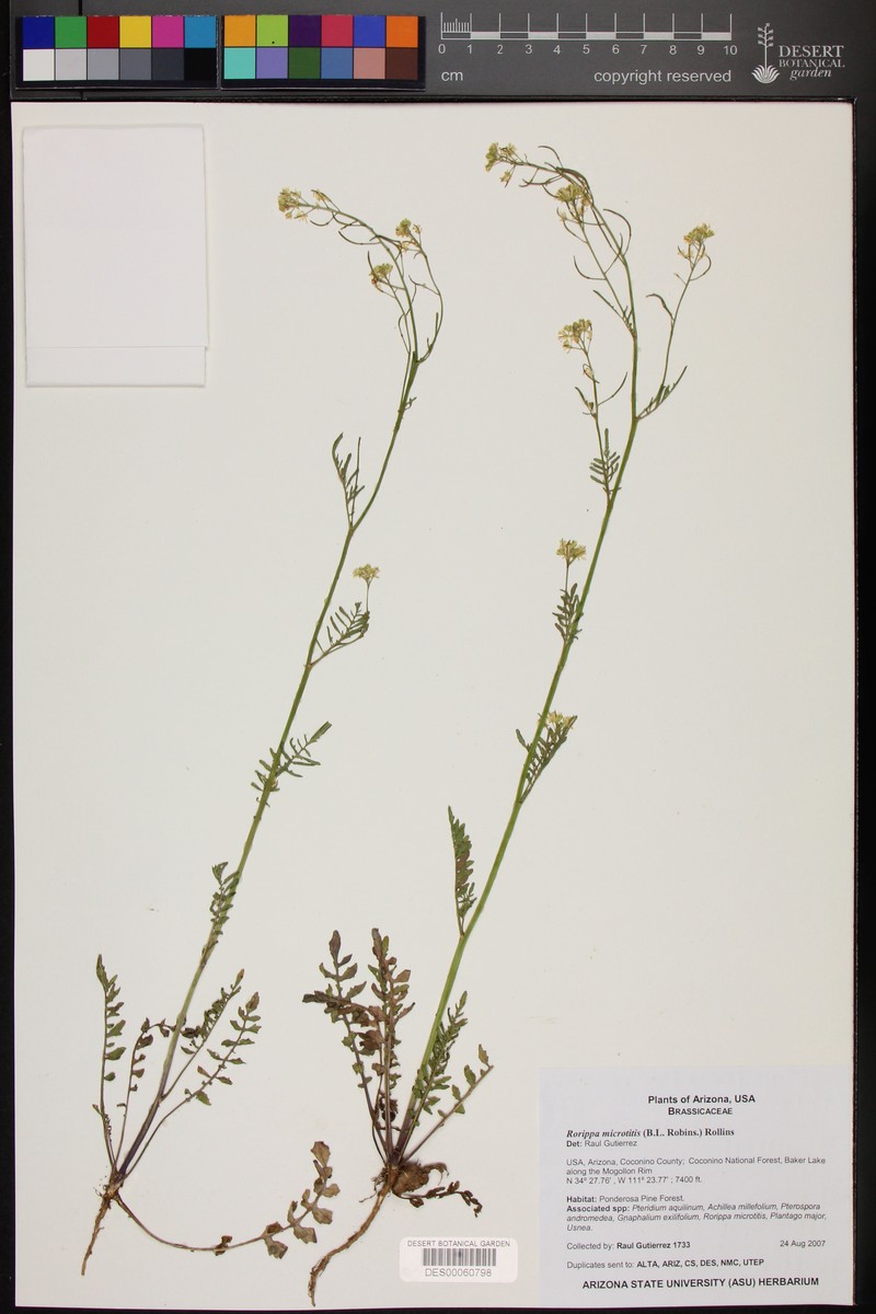 Chihuahuan Yellowcress photo 3