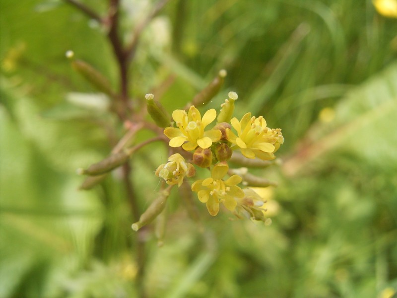 Bog Yellowcress