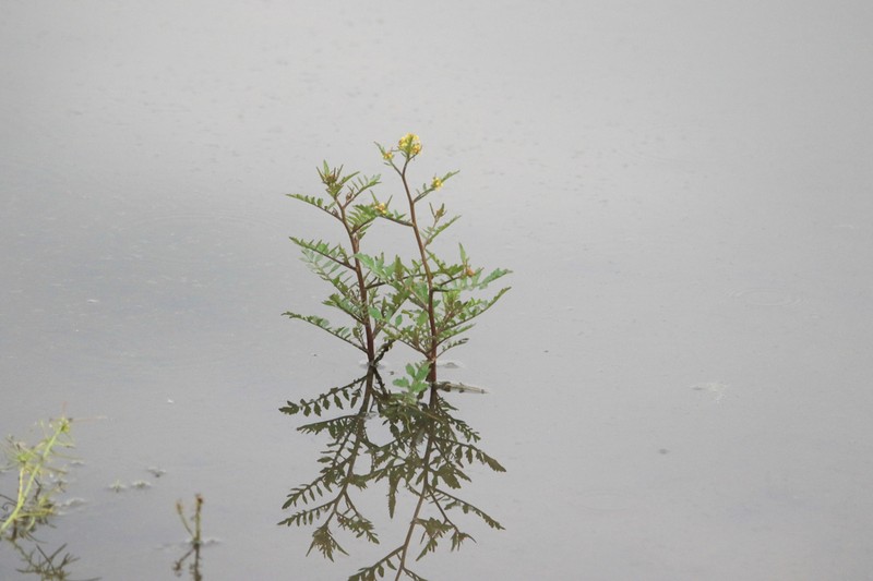 Bog Yellowcress photo 2