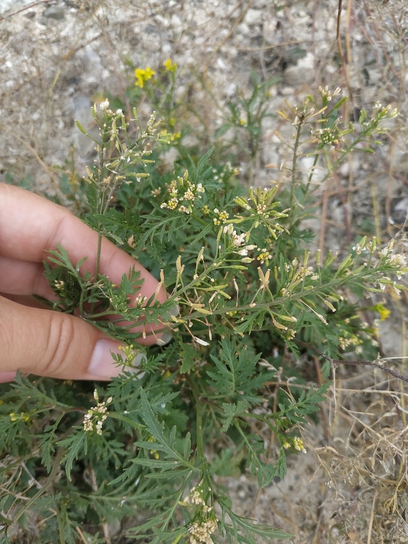 Bog Yellowcress photo 3