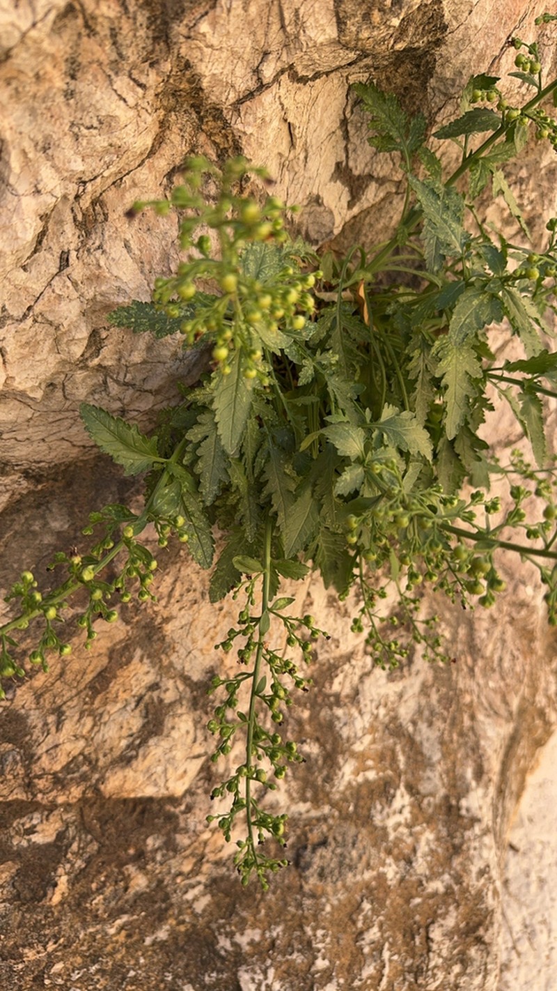 Bog Yellowcress photo 4
