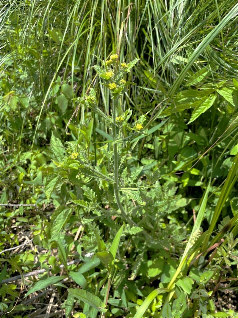 Bog Yellowcress photo 5