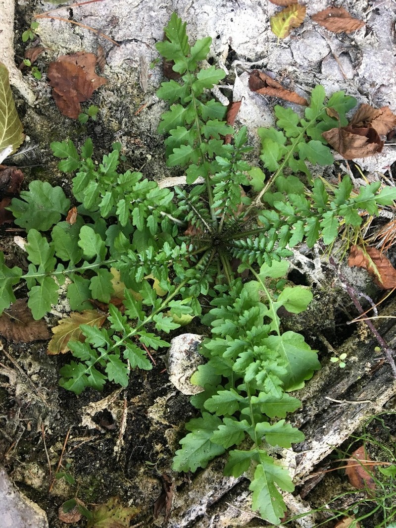 Bog Yellowcress photo 6