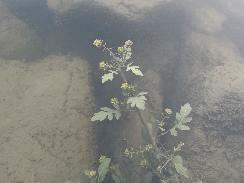 Bog Yellowcress photo 7