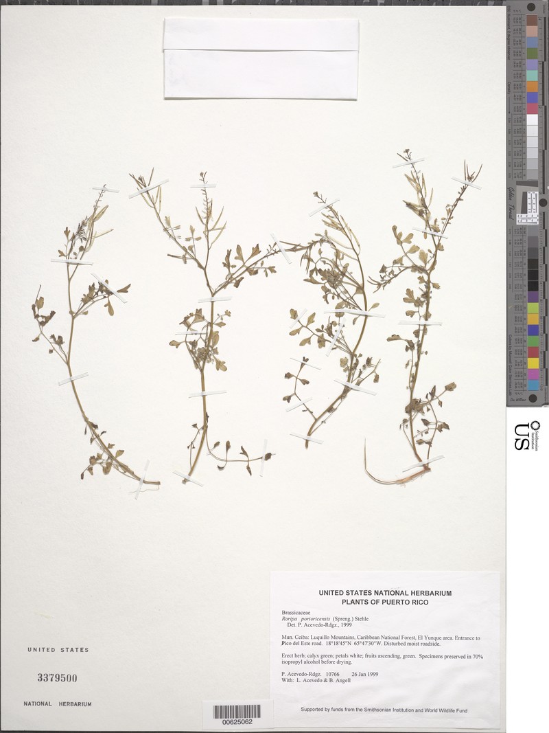 Puerto Rico Yellowcress
