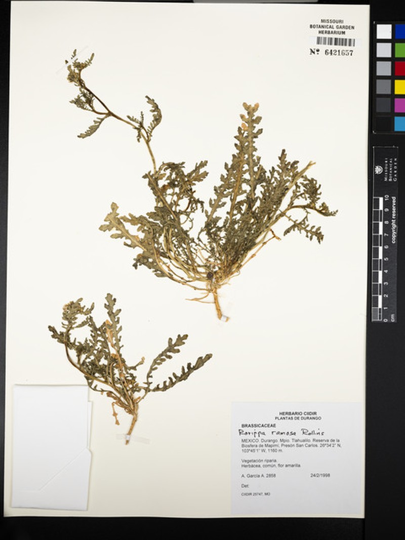 Durango Yellowcress