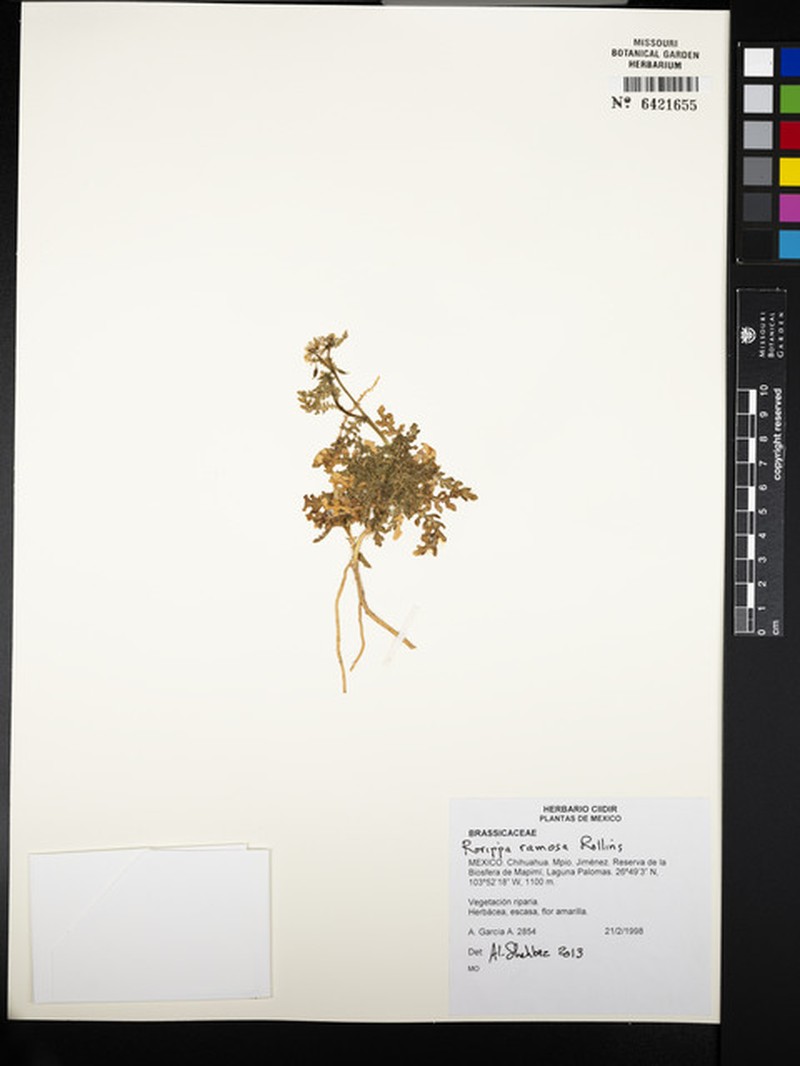 Durango Yellowcress photo 2