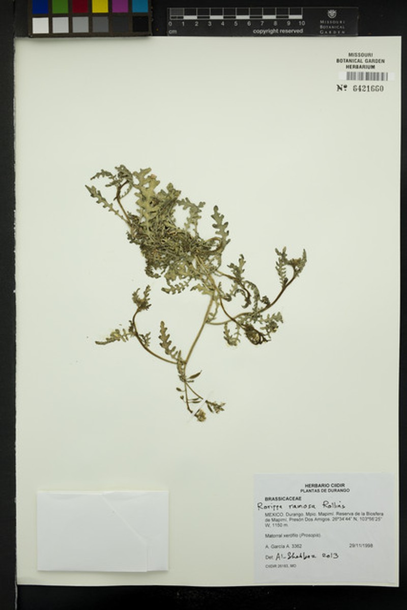 Durango Yellowcress photo 3