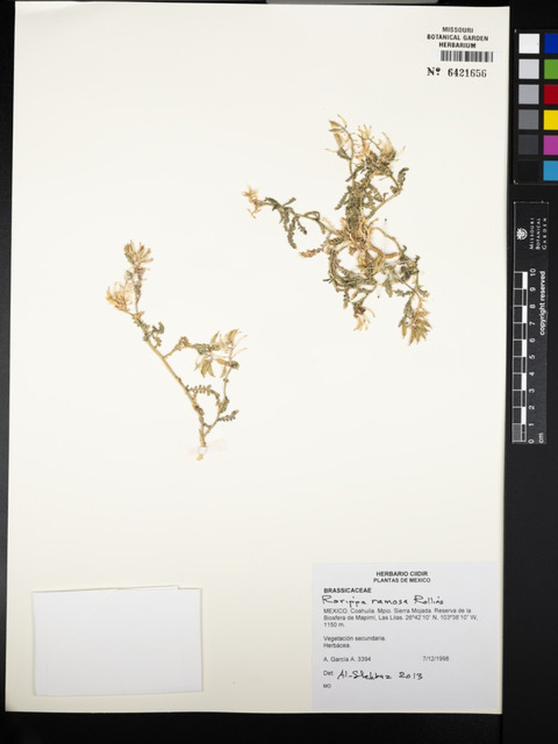 Durango Yellowcress photo 4