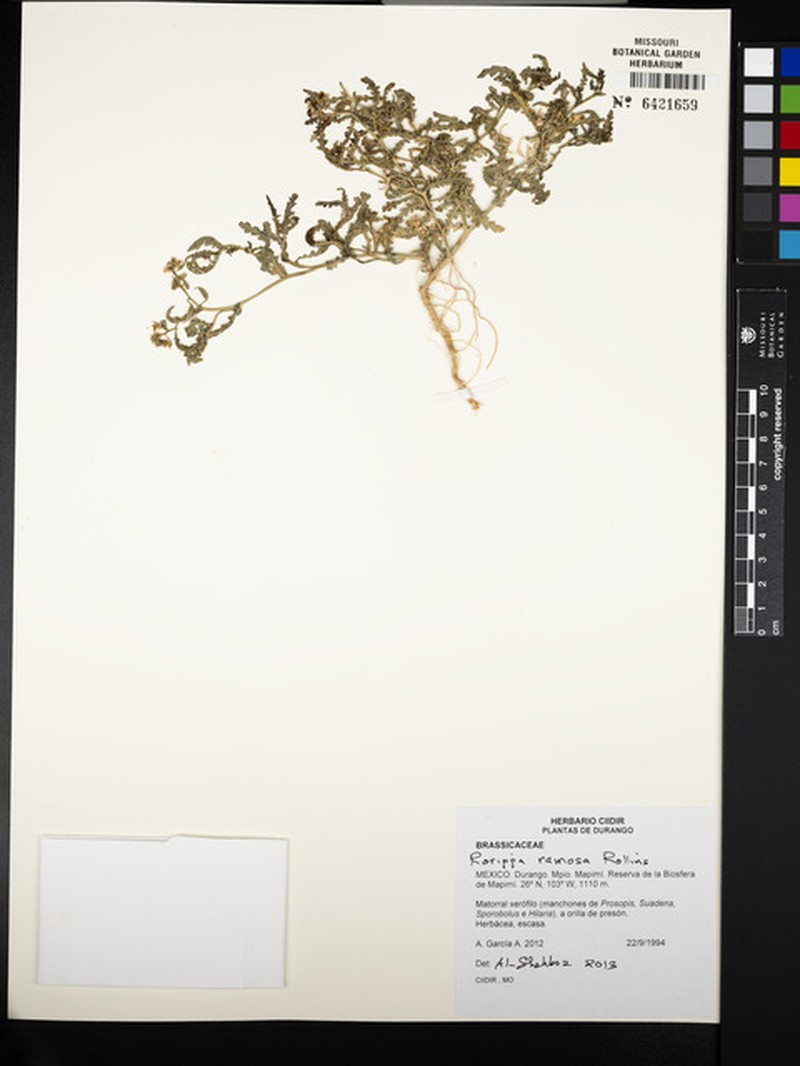 Durango Yellowcress photo 6