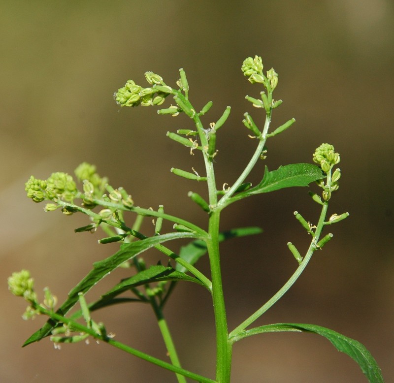 Stalkless Yellowcress