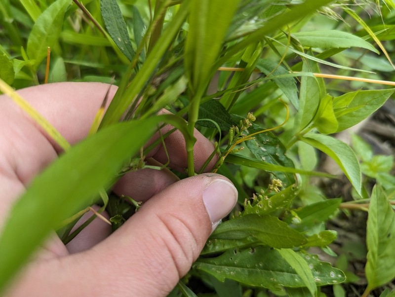 Stalkless Yellowcress photo 4