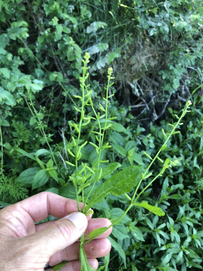 Stalkless Yellowcress photo 5