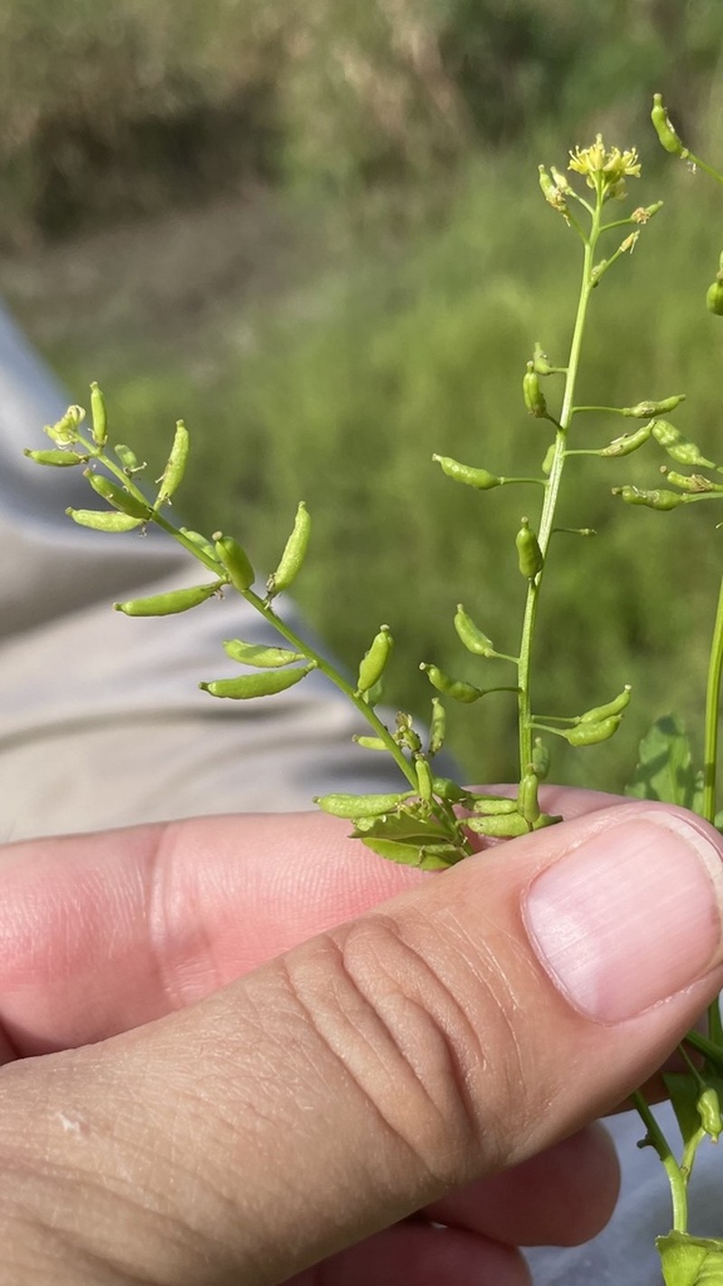 Stalkless Yellowcress photo 6