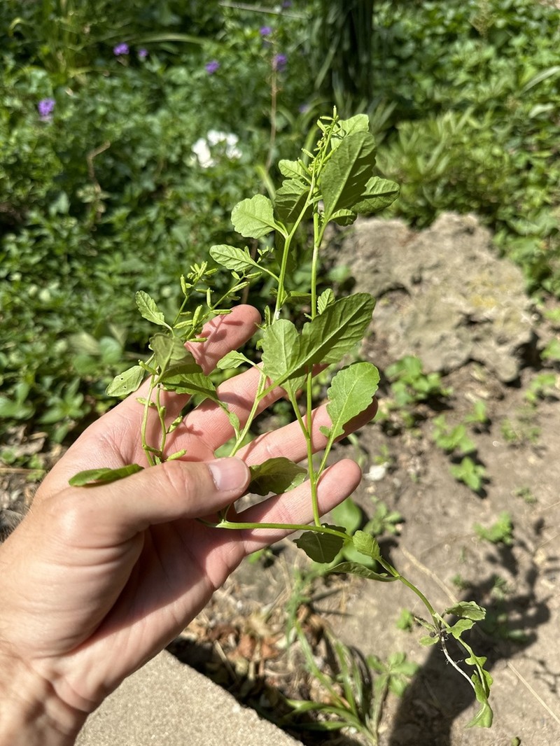 Stalkless Yellowcress photo 7