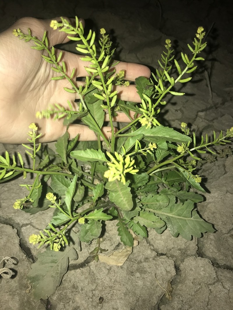 Stalkless Yellowcress photo 8