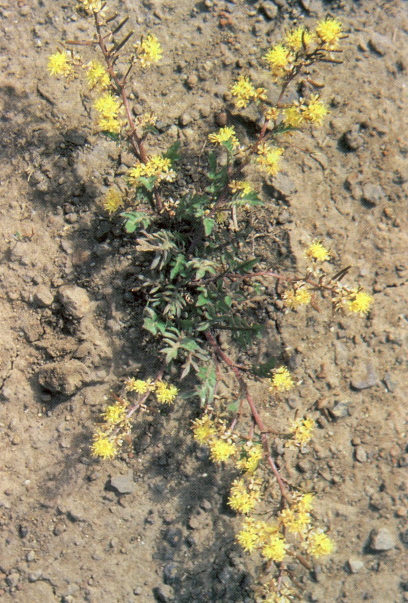 Spreading Yellowcress