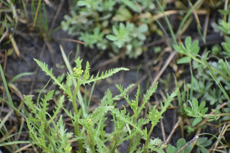 Spreading Yellowcress photo 3